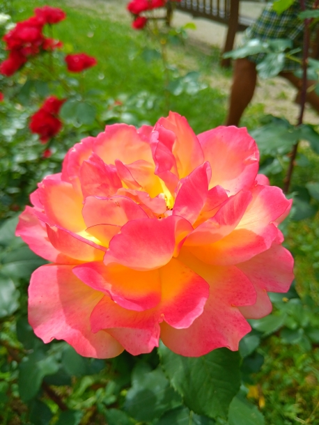 La Roseraie de l'Haÿ-les-Roses La Roseraie de l'Haÿ-les-Roses