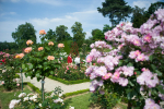 Parc et roseraie de Bagatelle