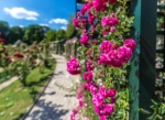 La ROSERAIE d'HAY LES ROSES