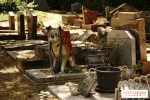 Visite guidée du cimetière animalier Visite guidée du cimetière animalier
